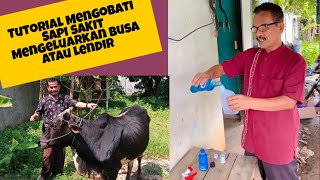 Cara Mengobati Sapi Sakit Mengeluarkan Busa Atau Lendir