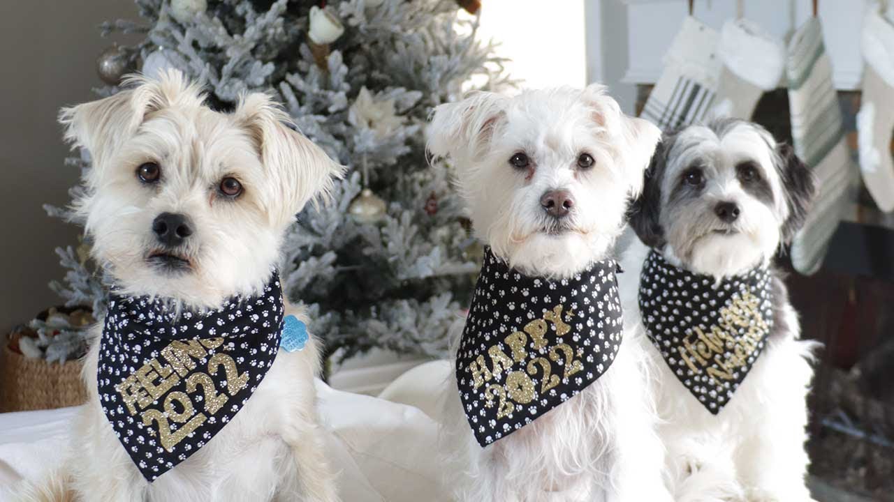 Personalizing a Pet Bandana and Matching Hair Tie with Cricut Joy - Freshly  Fuji