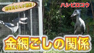 「動かない鳥」ハシビロコウ！恋の進展は…