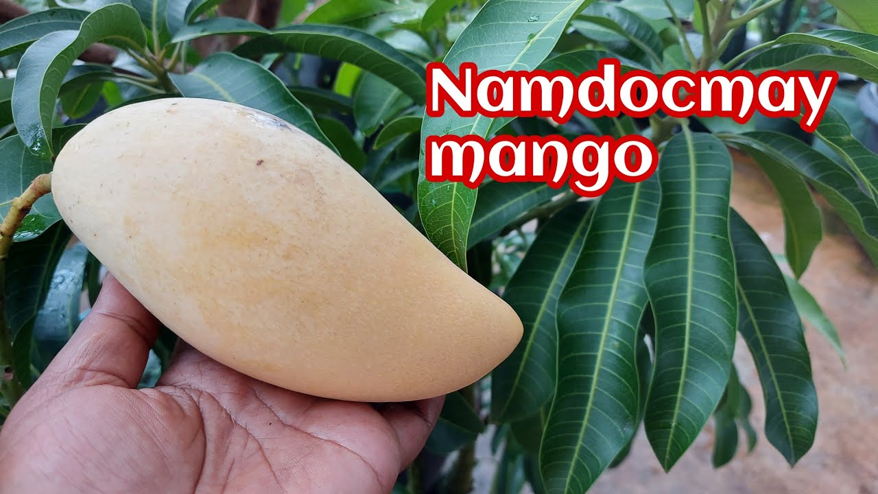 mangga namdocmay super manis  super tipis biji