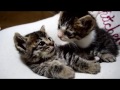 子猫2匹　喉を鳴らして甘える