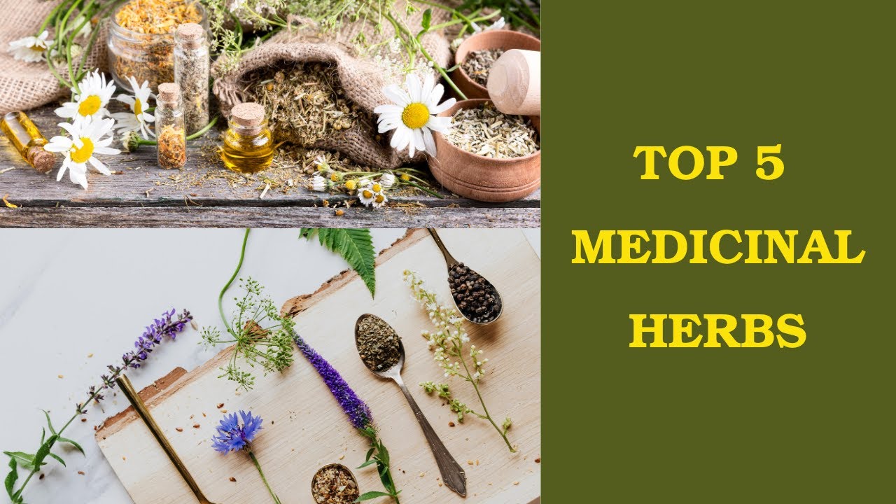 🪴 Top 5 Must-Grow Medicinal Herbs for Your Home Garden