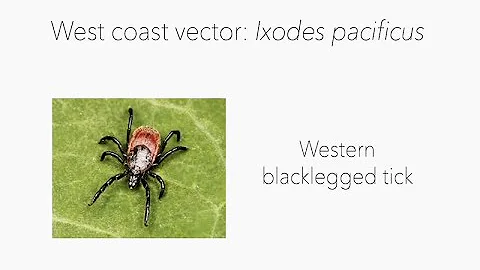 Tick Talk: Advancing the Understanding and Prevention of Tick-borne Diseases