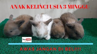 ANAKAN KELINCI USIA 3 MINGGU  || AWAS JANGAN DI BELI !!!!!