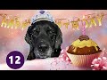 Bella turns 12 and has a little treat!