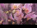 В Леруа КРАСОТА!!! Привезли красивые орхидеи! Барнаул 03.02.2021