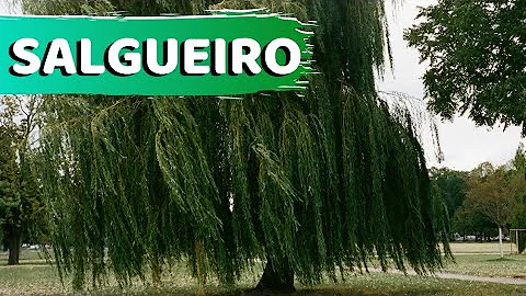 O que é um salgueiro na Bíblia?