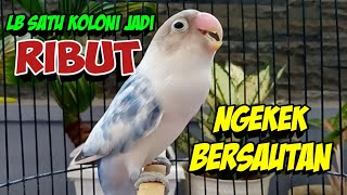 Lovebird GACOR Ngekek Panjang Bikin GEMPAR, LB SATU KOLONI JADI RIBUT Bunyi NGEKEK Bersautan