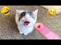 君が笑ったら君の負け😂🐶 2025年の最も面白い犬と猫たち😻🐈