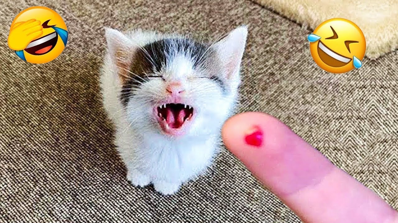 Попробуй не засмеяться 😂 Самые смешные видео о кошках и собаках года 2025 😹🐶