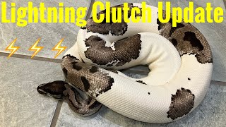 Lightning Pied Clutch Update