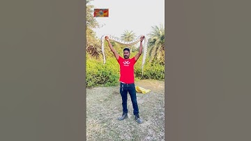 Saamp ajgar 🐍 rock python #python #ajgarsaamp #snakevideo #viralshort #youtubeshorts #short #snake