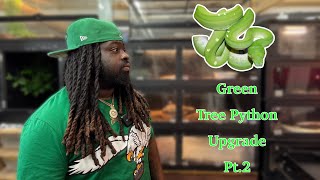 SGVLOG#6 | GREEN TREE PYTHON UPGRADE PT 2
