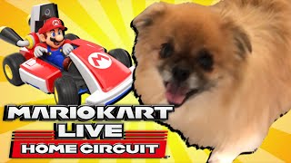 Mario Kart Live Circuit DOG HAZARD