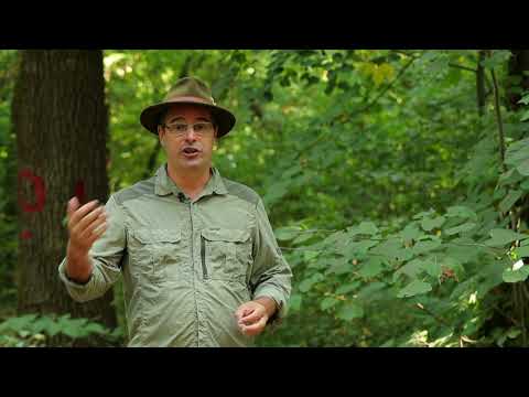 Video: Ce fel de plante sunt în pădure?