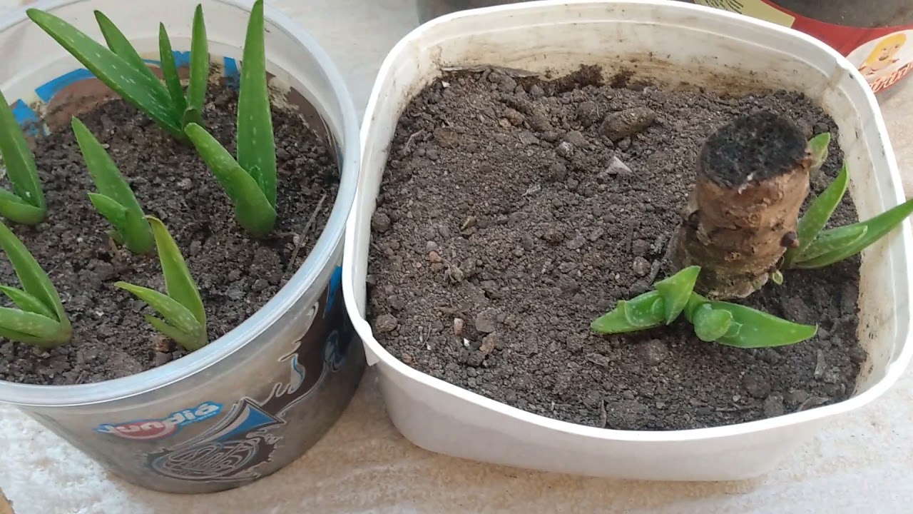 Mudas e mais mudas de Babosa (Aloe Vera)😉😍🌱 #parte 2