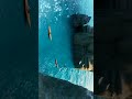 GTA 6 Leak Ocean View ..#rockstargames #gta6 #viral #leak