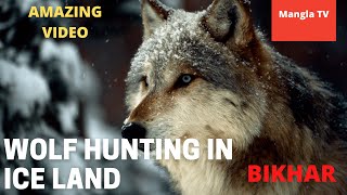 Wolf hunting in Iceland