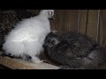Baby Silkie Chicks roost with Mama Hen for the first time!! 🐥🐥❤️
