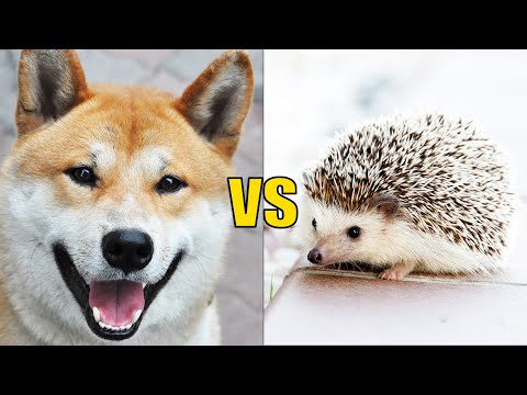 DOG vs HEDGEHOG | Animals Talking with Subtitles