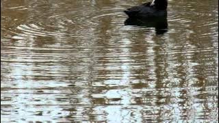 Folaga - Nature Heel Salento -Parco Naturale di Ugento