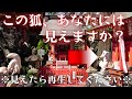 【遠隔参拝】この狐が見えたら幸運の前兆です！※今すぐに再生して確認してください※【京浜伏見稲荷神社】