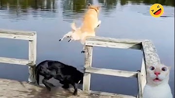 New Funny Animals 🐧 - Dumb Fails CATS And DOGS 😺🐶 2024