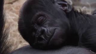 ZOO Prague  Gorillas  Shinda with her little son (named Ajabu)  sleeping