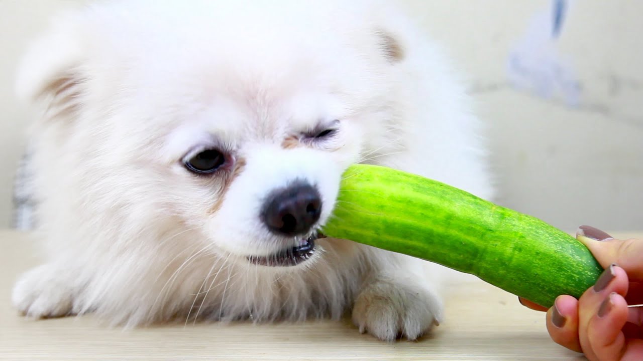 Best Food For Your Dog DIY Pet Toys YouTube