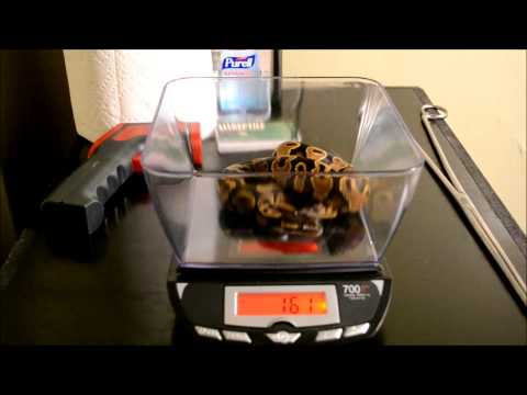 #12 Ball Python Collection Weigh In