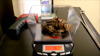 Famous #12 Ball Python Collection Weigh In Profile