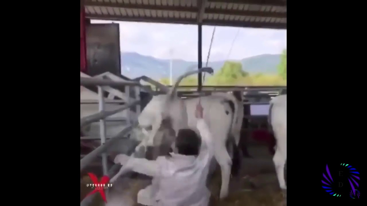 Guy gets drop-kicked by a HORSE - YouTube