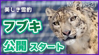 ユキヒョウ公開初日フブキ堂々登場！シジムと対面見せた牙〜円山動物園生活スタート〜Snow Leopards at Maruyama Zoo