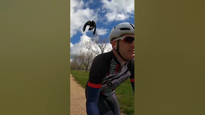 It’s Magpie Season in Australia. 🚲🙄🦅 - DayDayNews