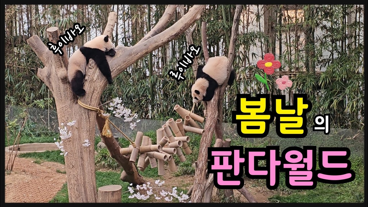 2024.04.06. 어부바나무에 교대로 올라가는 쌍둥이 | 판다월드에도 벚꽃이 활짝 폈어요