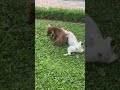 #dog #pets #cute #shots #subscribe
