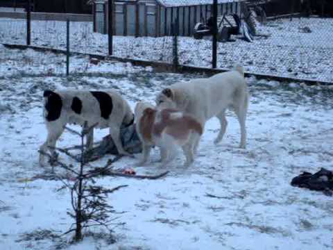 Video: Kaip Laikyti Alabajų Veislės šunį
