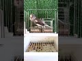 طائرالكناري روعة Le Canari Est Incroyable Pájaro Canario Es Increíble Kanarya Kuşu Muhteş 