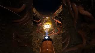 Pov Camera On A Worm Exploring A Massive Underground Colony Realistic Micro Camera Footage