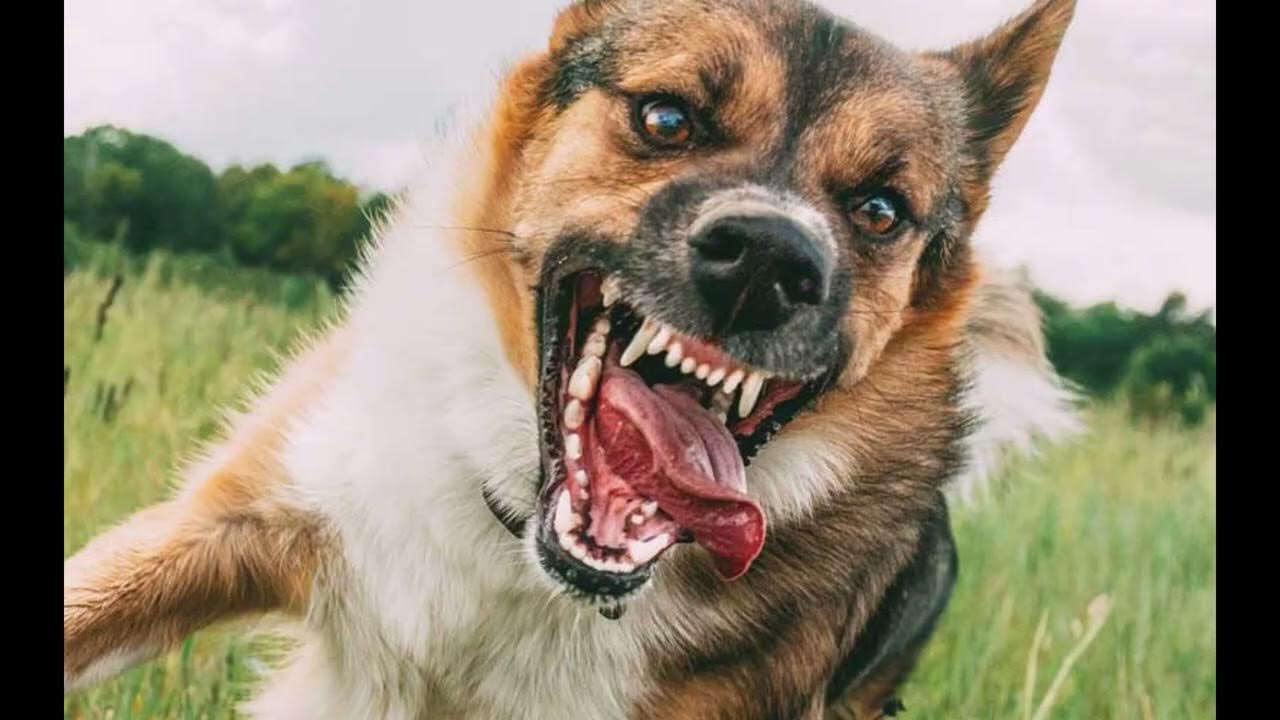 Small Dog growling and then larger dog growling YouTube