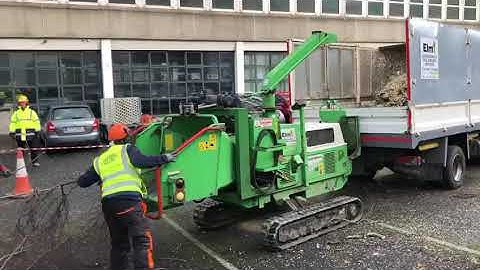 Removal of Dangerous Trees in Limerick City Centre