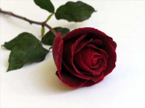Video: Rožė Kolboje - Amžina Dovana Forever -Rose