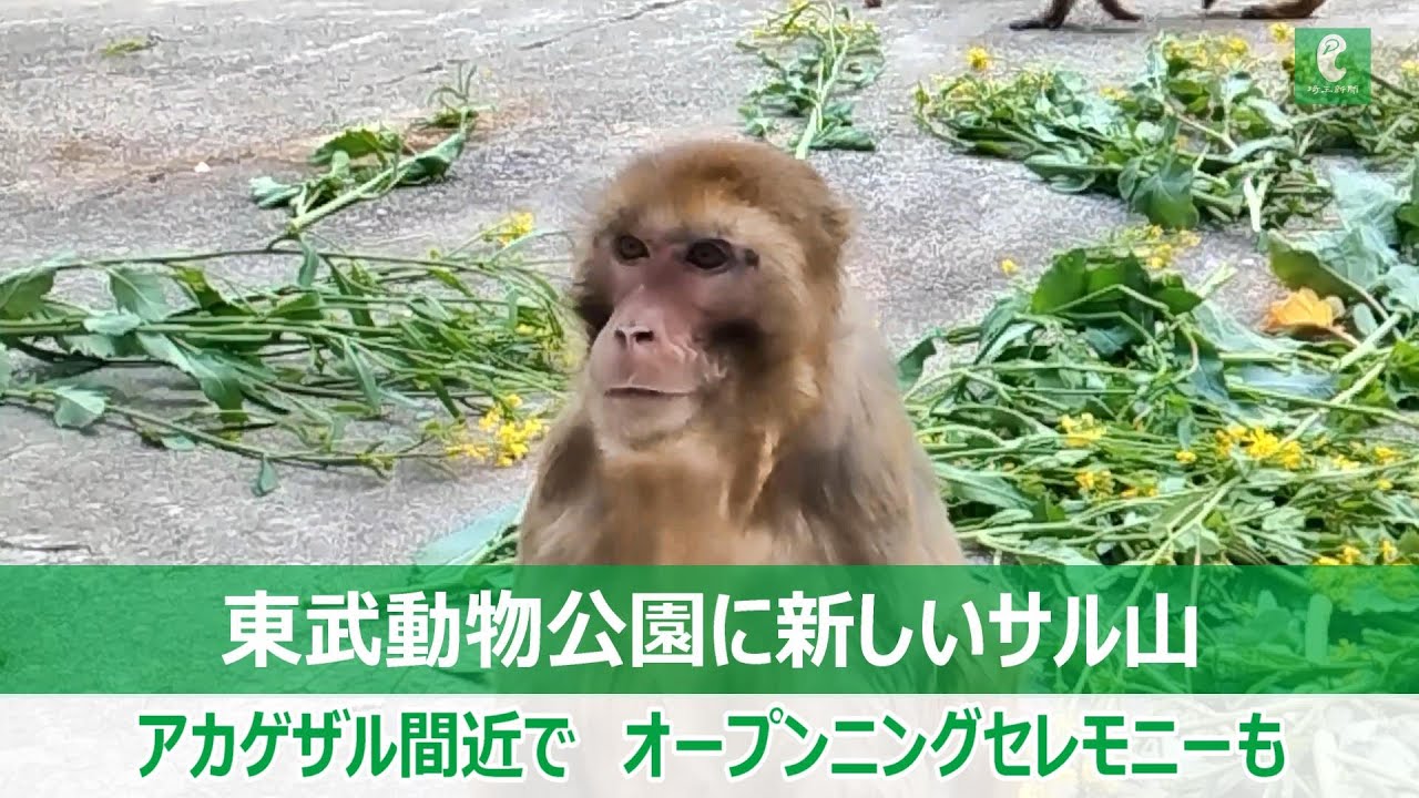 東武 動物 公園 猿山