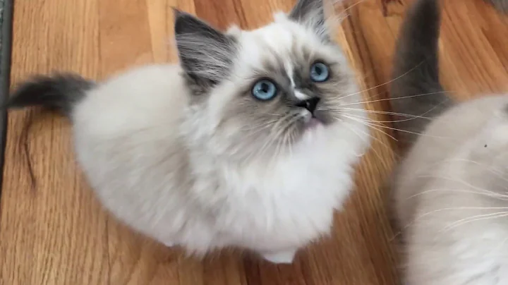 Video 11805801: kitten playing toy, kitten playing adorable, cute kittens playing, kitten mouse, kitten smile