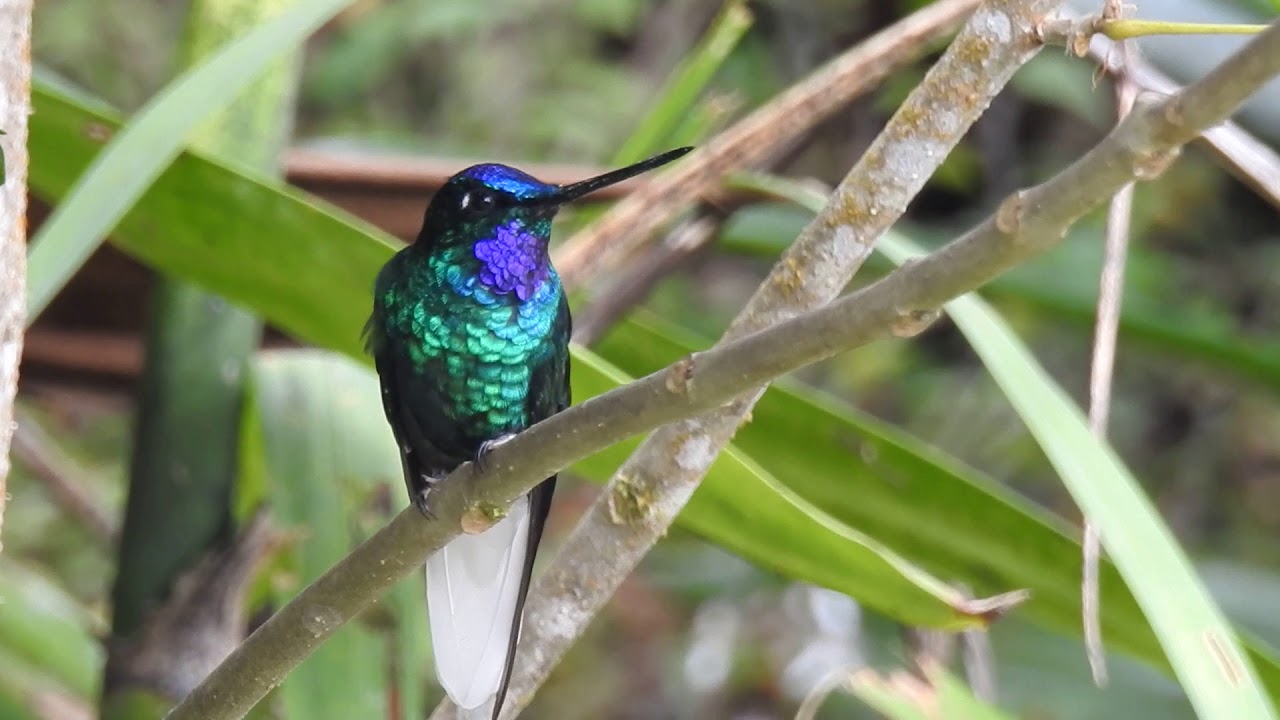 White-tailed starfrontled (coeligena pharelata) endemic bird
