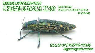 No.49 アオマダラタマムシ〜知れば外歩きが100倍楽しくなる！身近な昆虫の特徴紹介〜