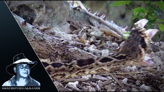 Rattlesnake Strikes In Slow Motion 01