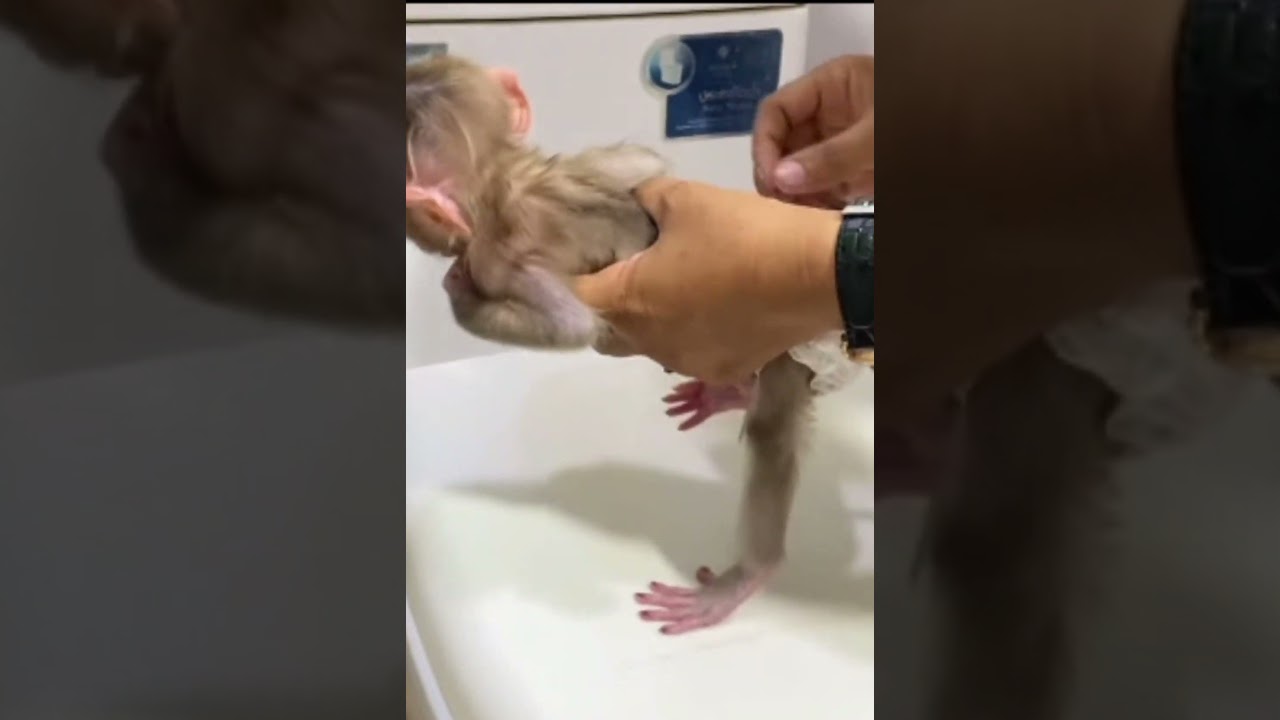 Baby monkey cleaned up on the toilet🐒🛁 