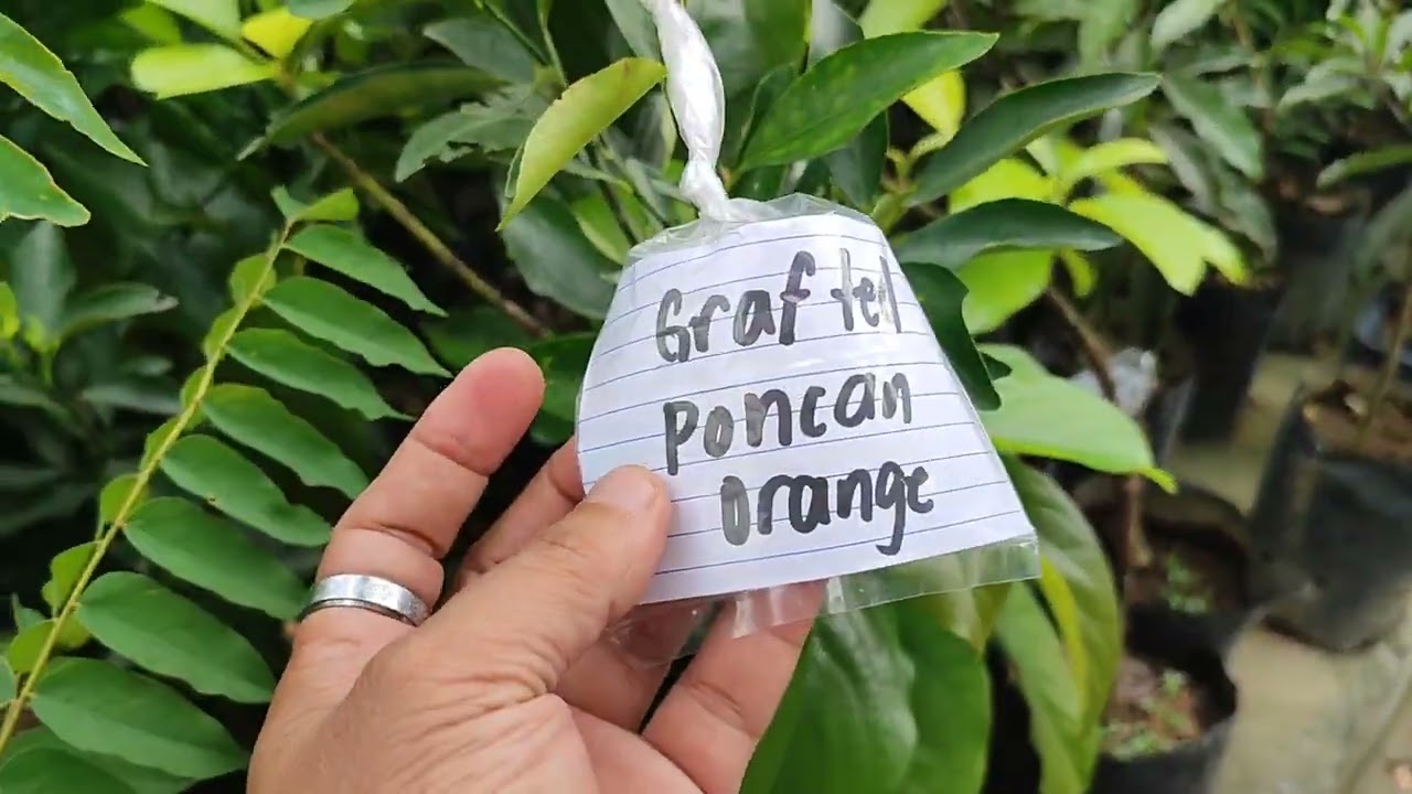 Samot-Saring Grafted And Amazing Fruit Tree Seedlings Sa QC Memorial Circle, Quezon City