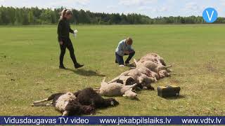 Vilku uzbrukums aitu ganāmpulkam Krustpils pagastā beidzas ar pamatīgiem zaudējumiem